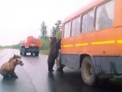 Новая видео подборка приколов на дороге (Видео)